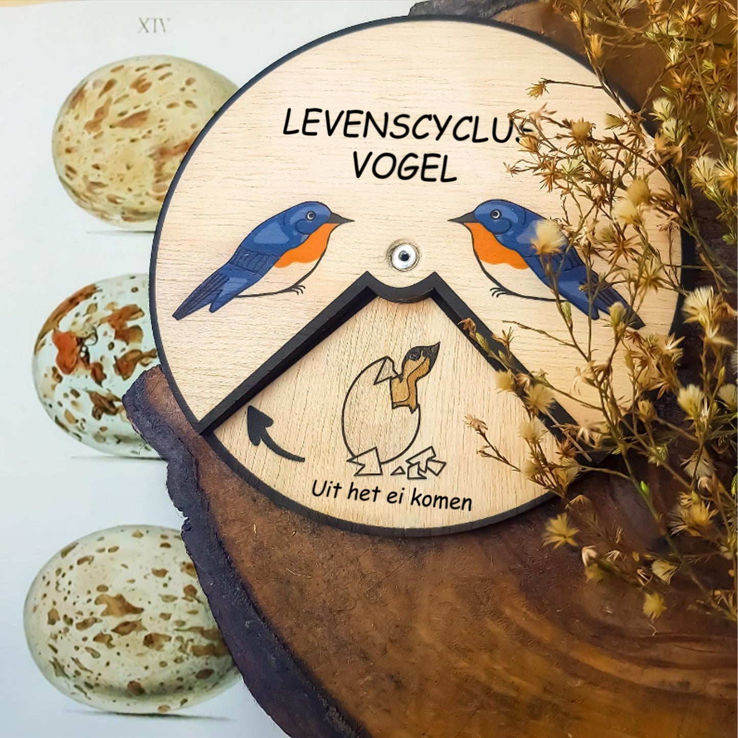 Levenscyclus vogel